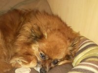 Foto335